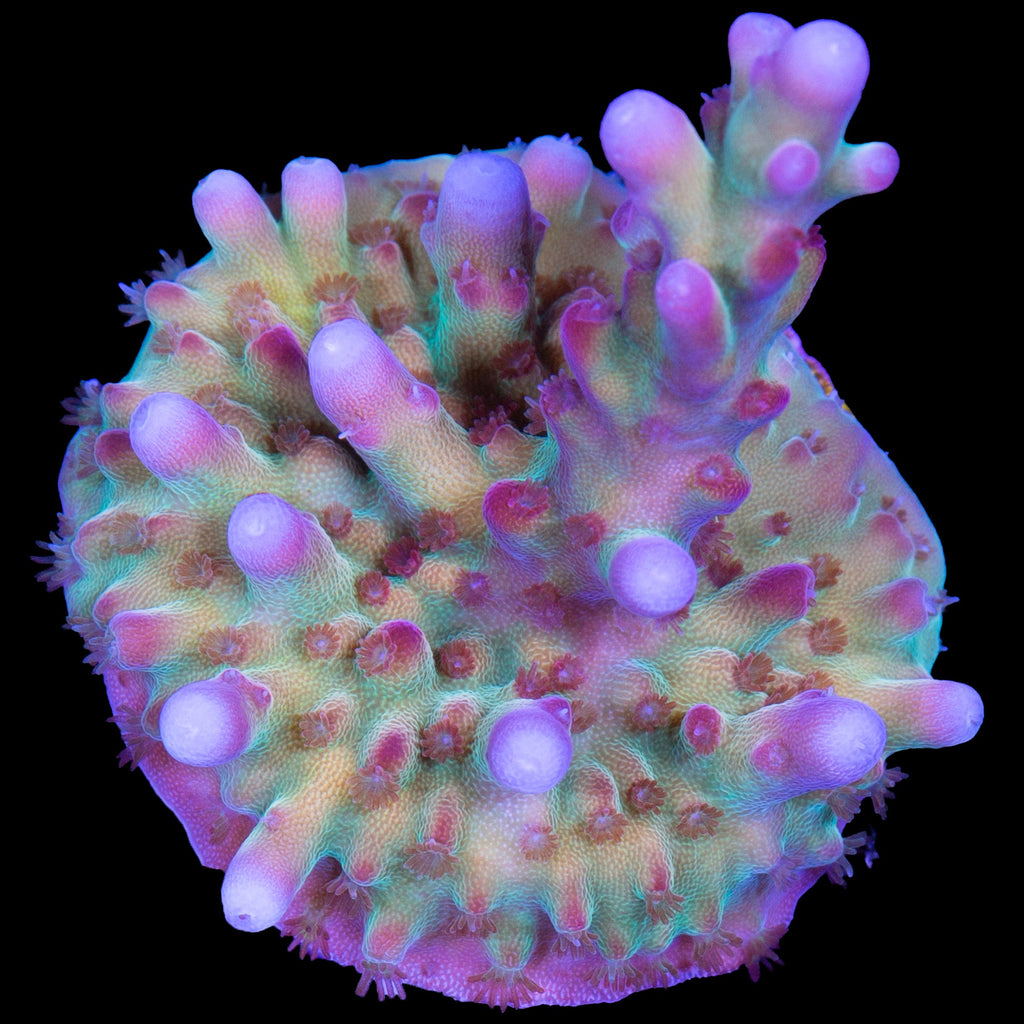 RRC OG Avenger Acropora Coral