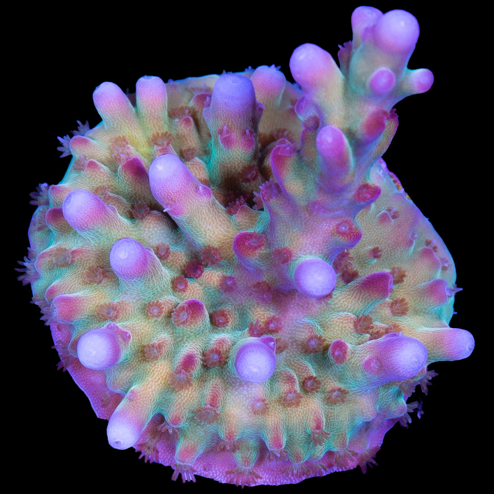 RRC OG Avenger Acropora Coral