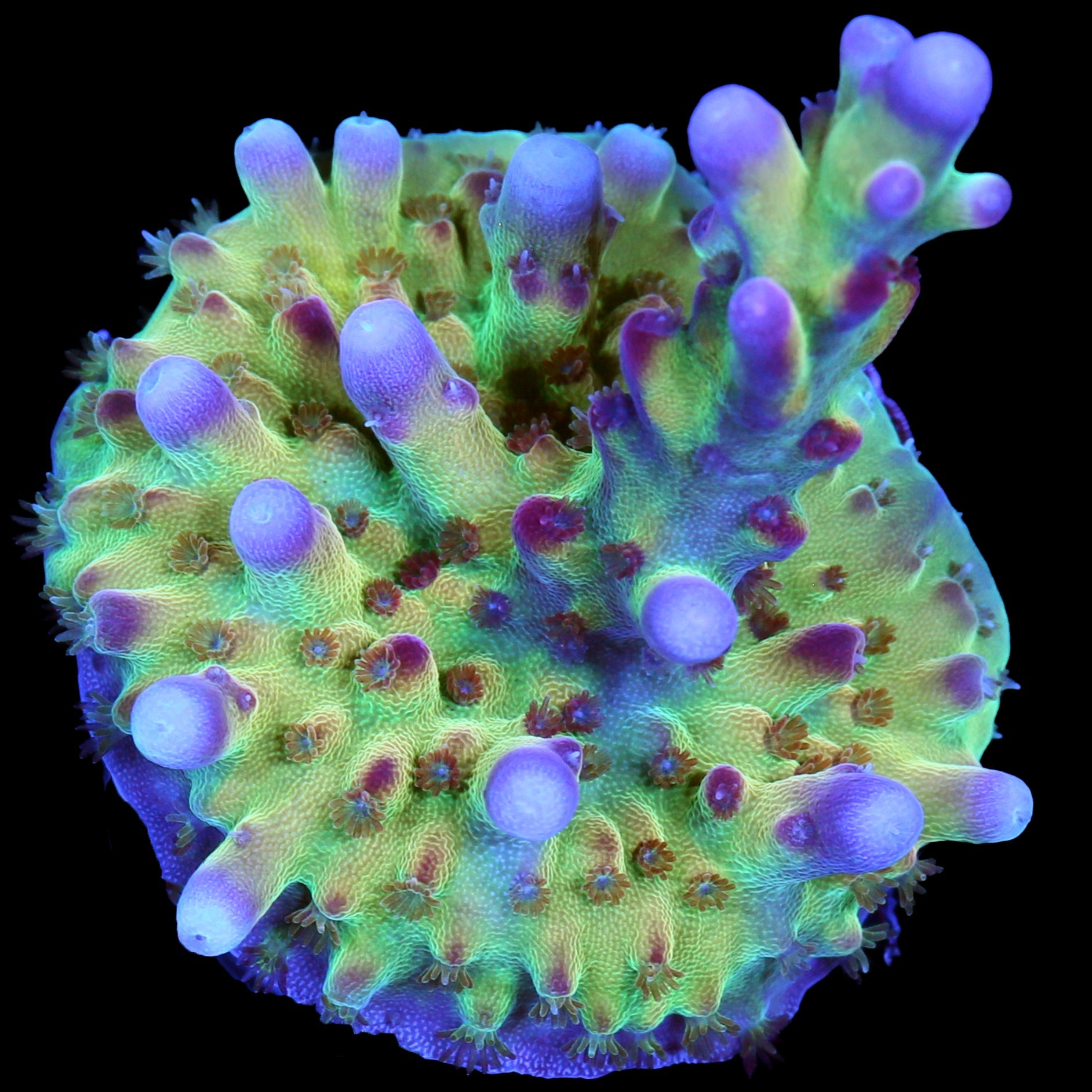 RRC OG Avenger Acropora Coral