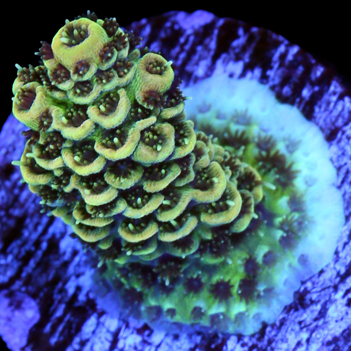 Sunshine Millepora Acropora Coral