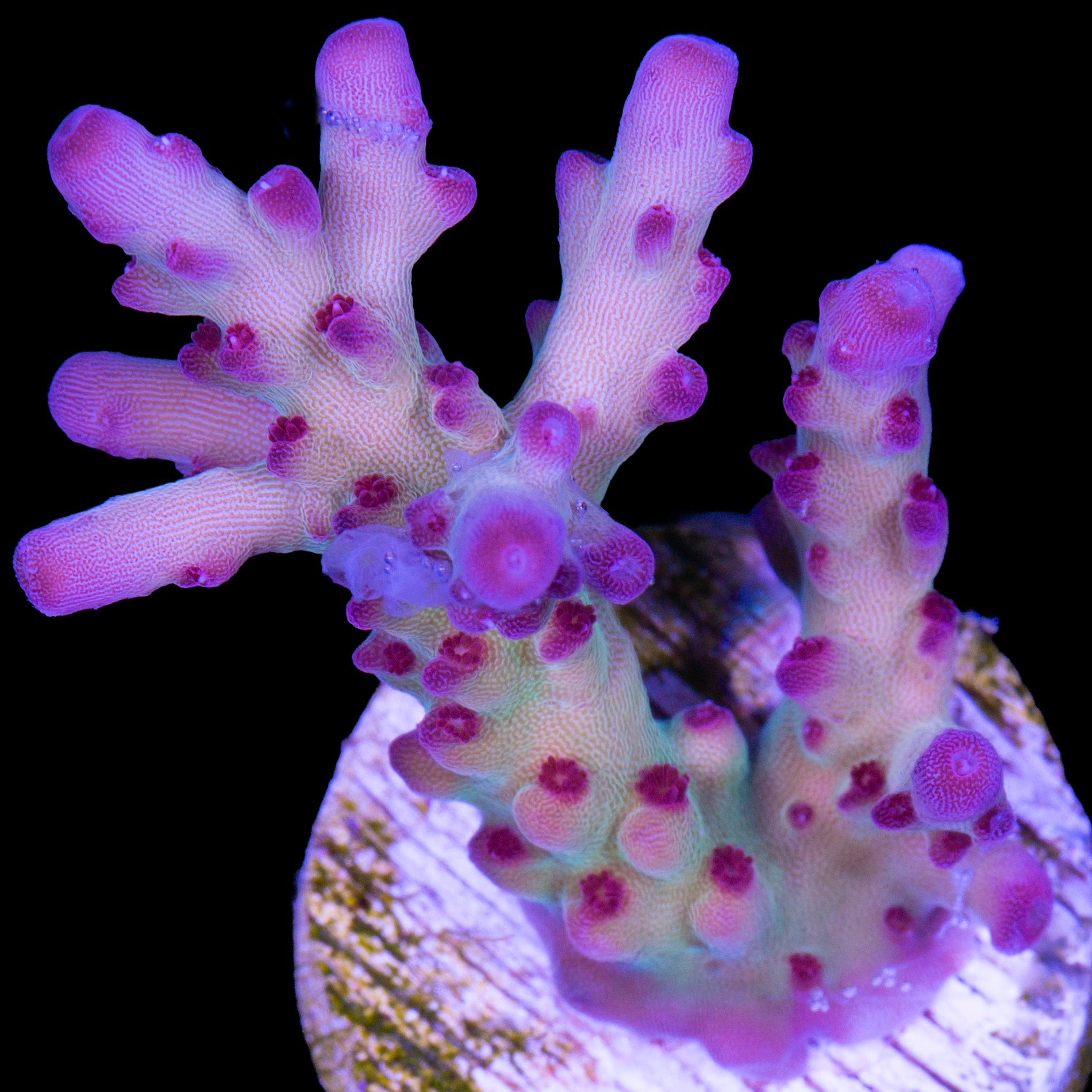 RRC OG Avenger Acropora Coral