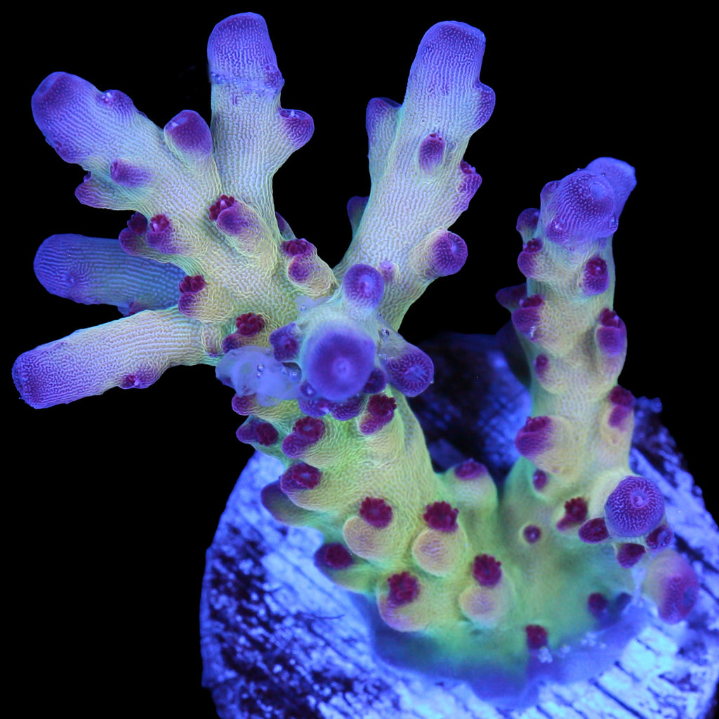 RRC OG Avenger Acropora Coral