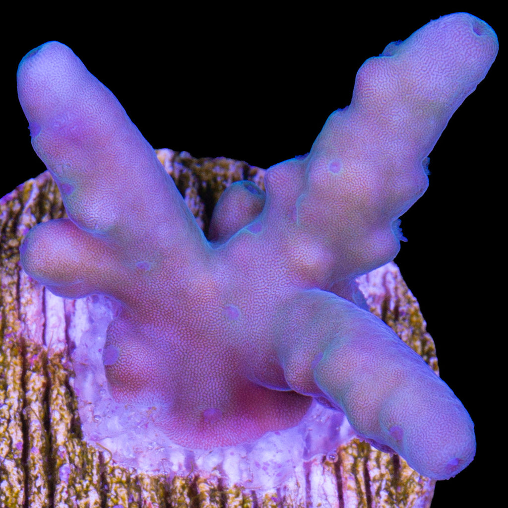 Solomon Islands Purple Monster Acropora (imported 2024)