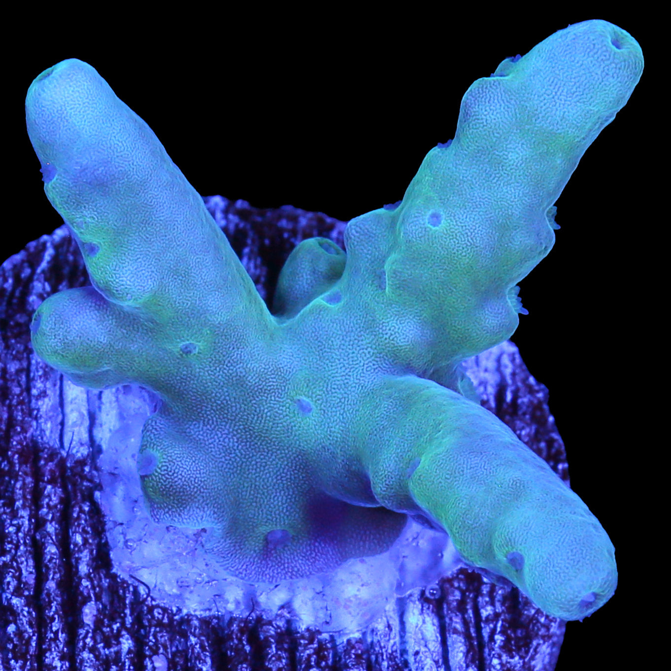 Solomon Islands Purple Monster Acropora (imported 2024)