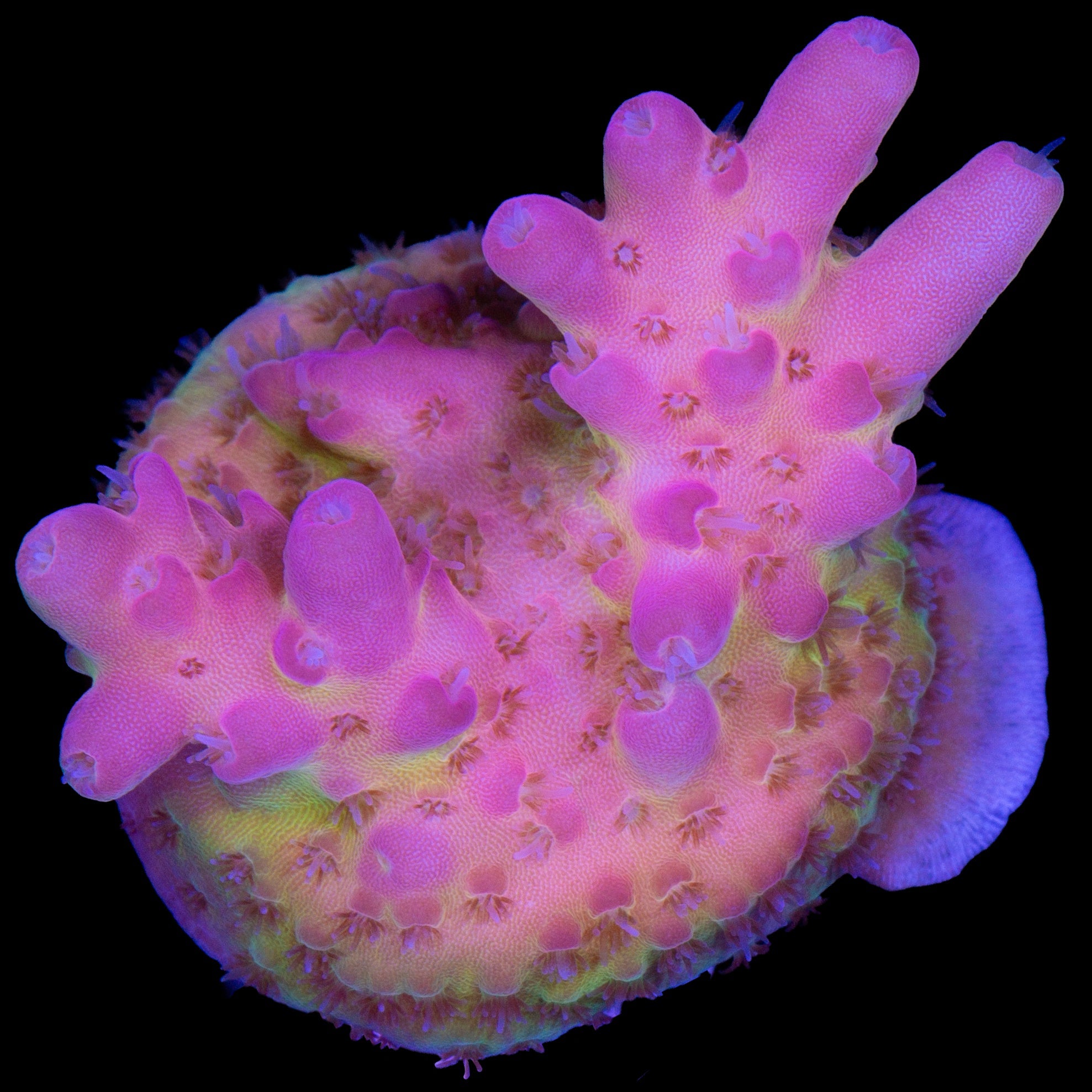 Tierra Del Fuego Acropora Coral