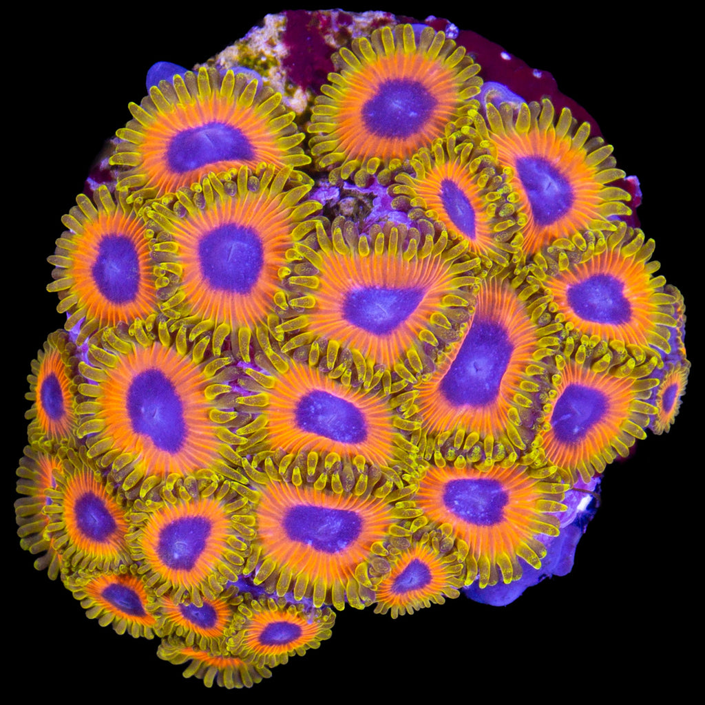 Vivid's Great Owl Zoanthids