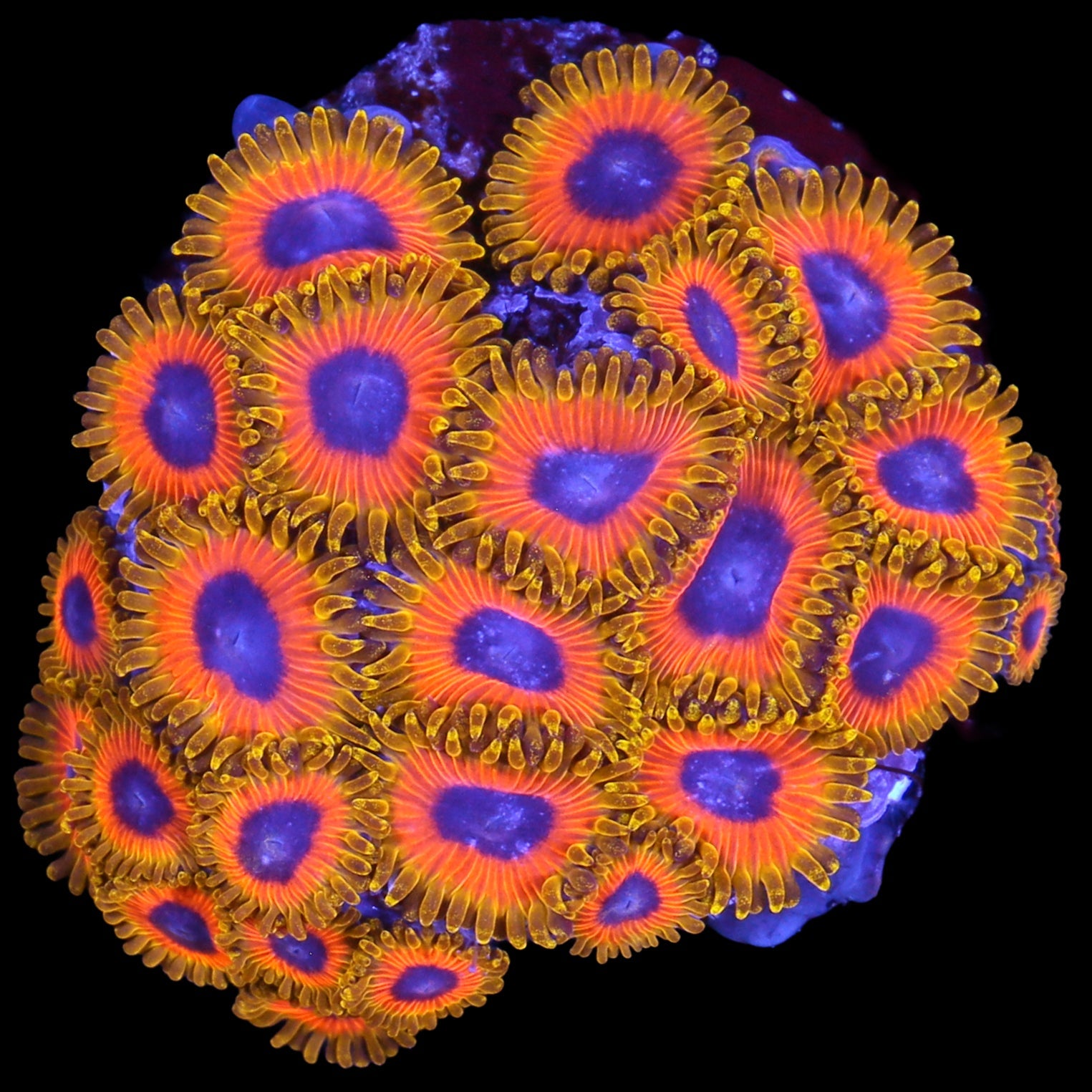 Vivid's Great Owl Zoanthids