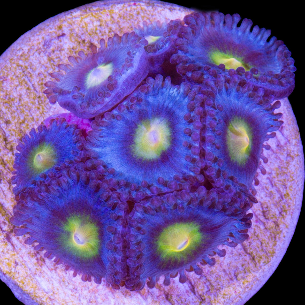 Vivid's AOI Zoanthids