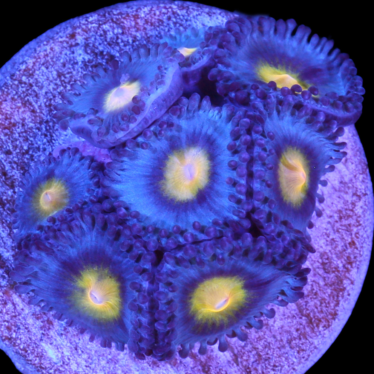 Vivid's AOI Zoanthids