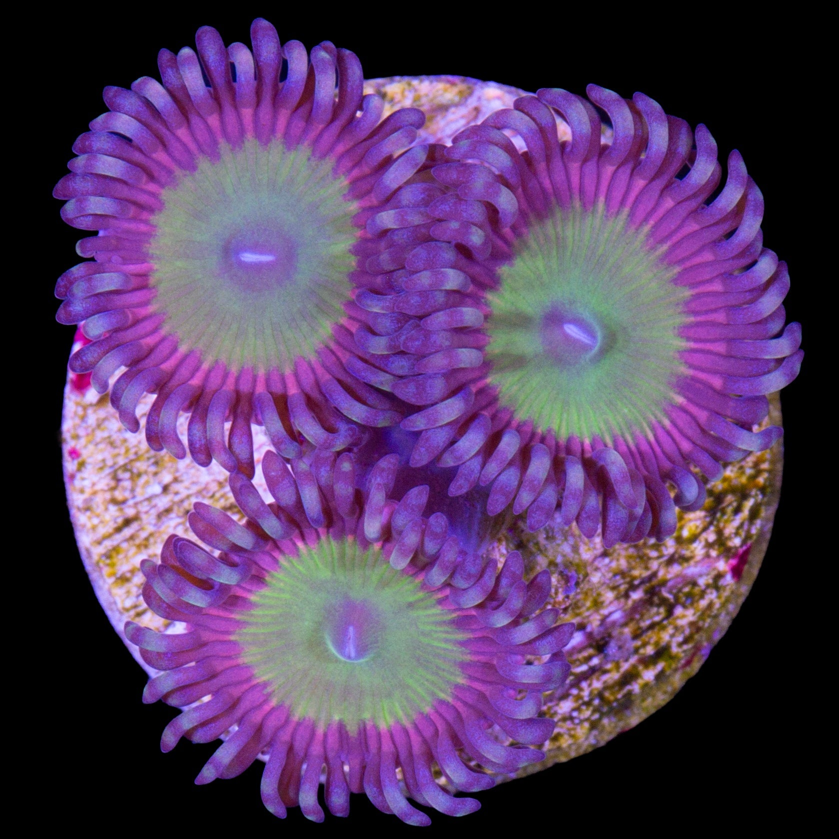 Vivid's Candy Apple Pink Zoanthids