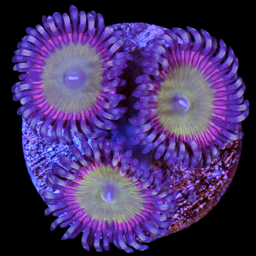 Vivid's Candy Apple Pink Zoanthids