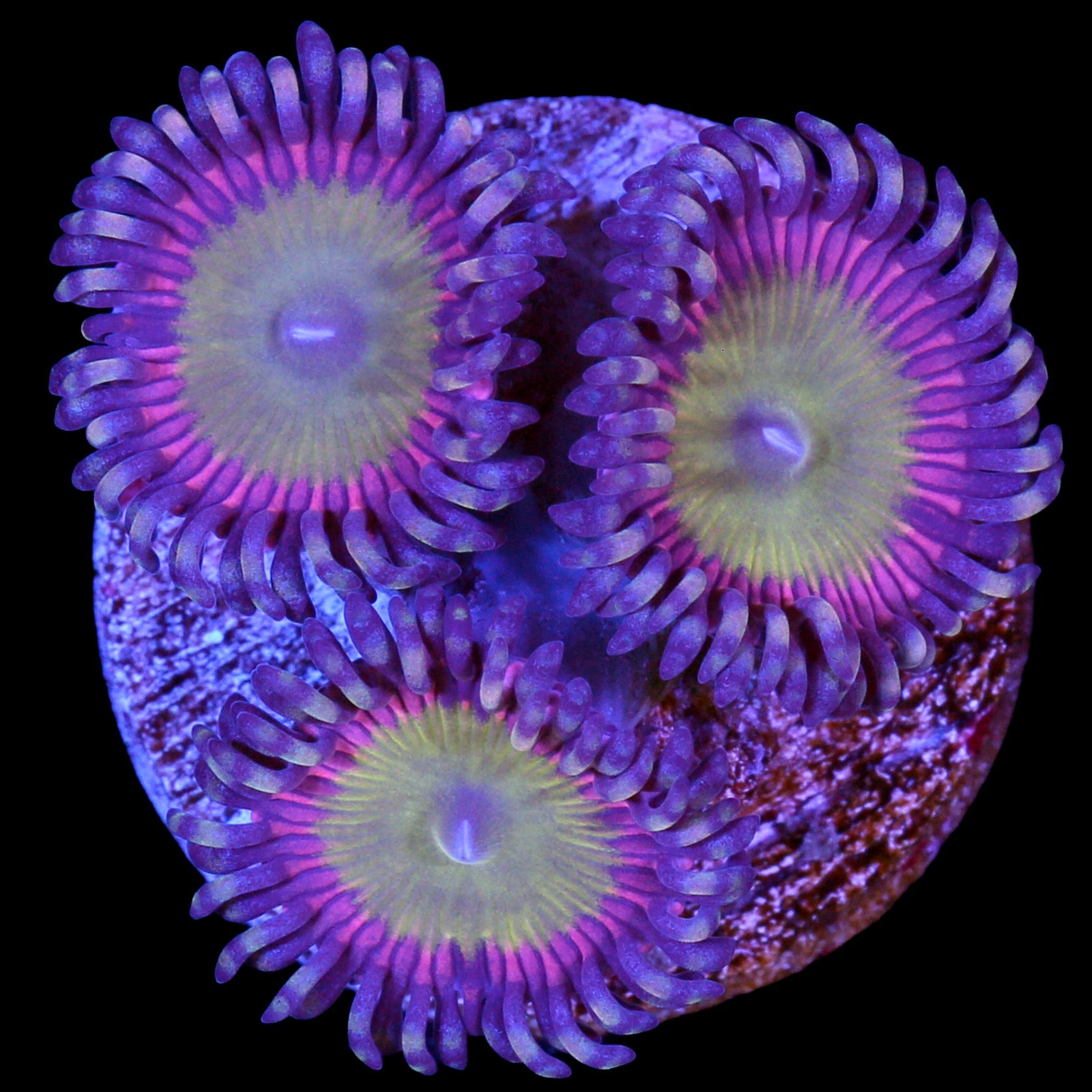 Vivid's Candy Apple Pink Zoanthids
