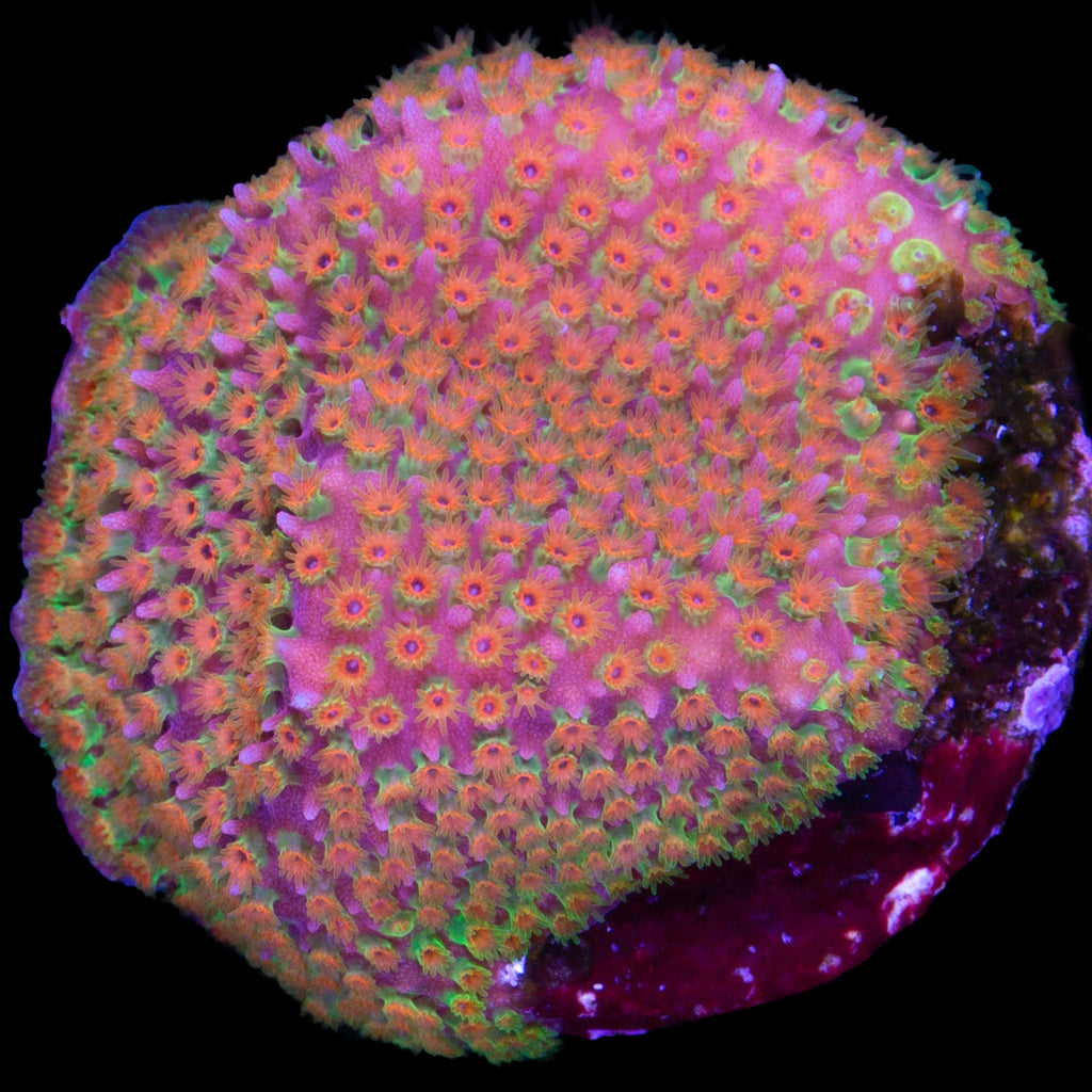 Looney Tunes Stylocoeniella Coral