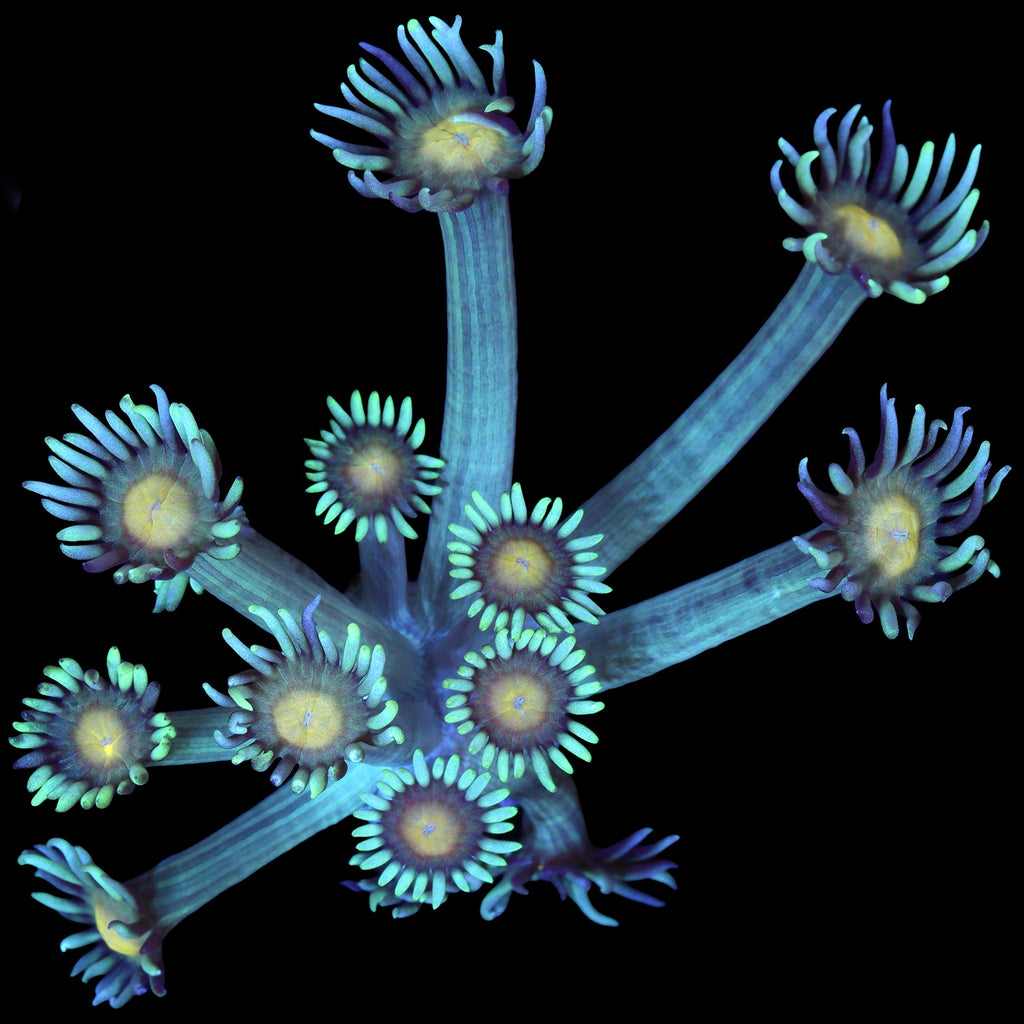 Yellow Eye Goniopora Coral