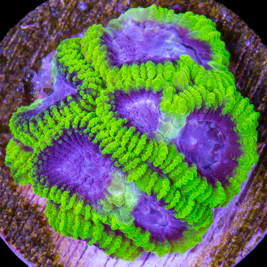 Raptor's Peace Favia Coral