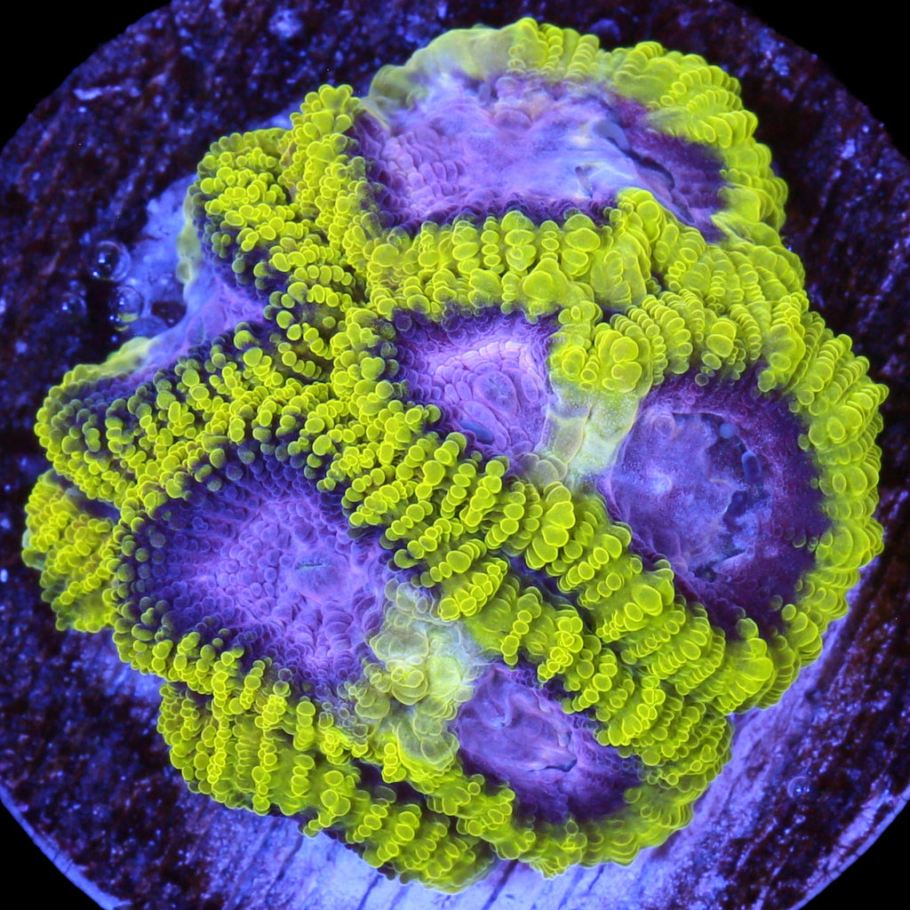 Raptor's Peace Favia Coral