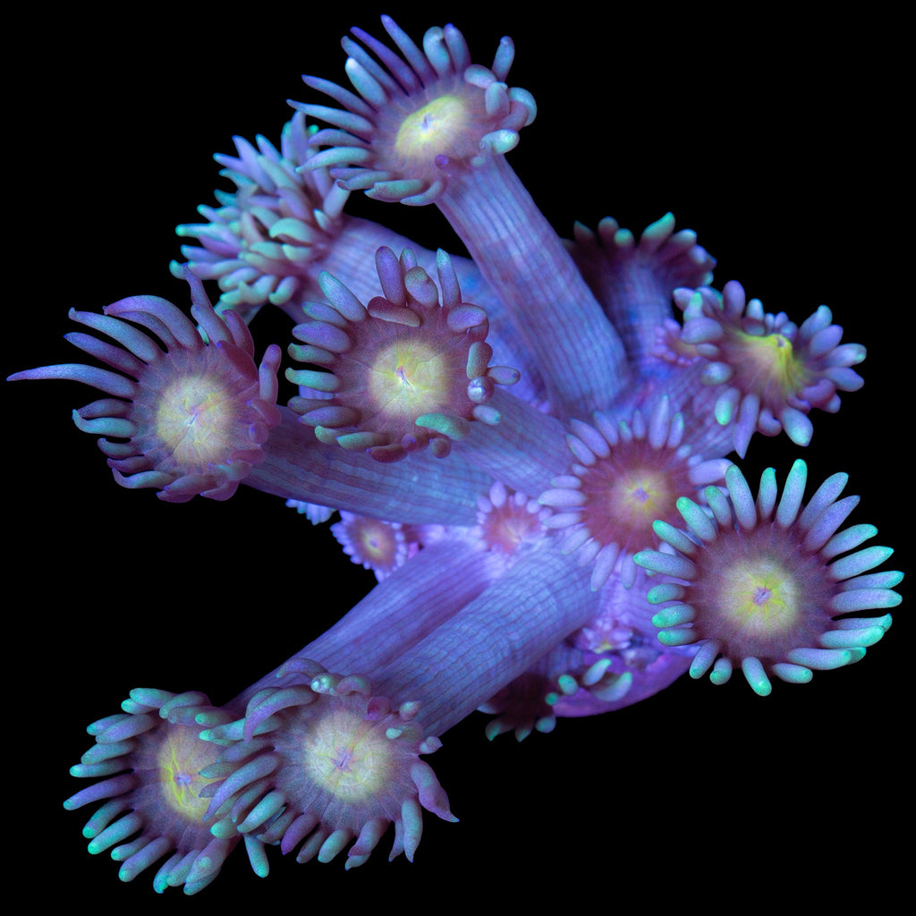 Yellow Eye Goniopora Coral