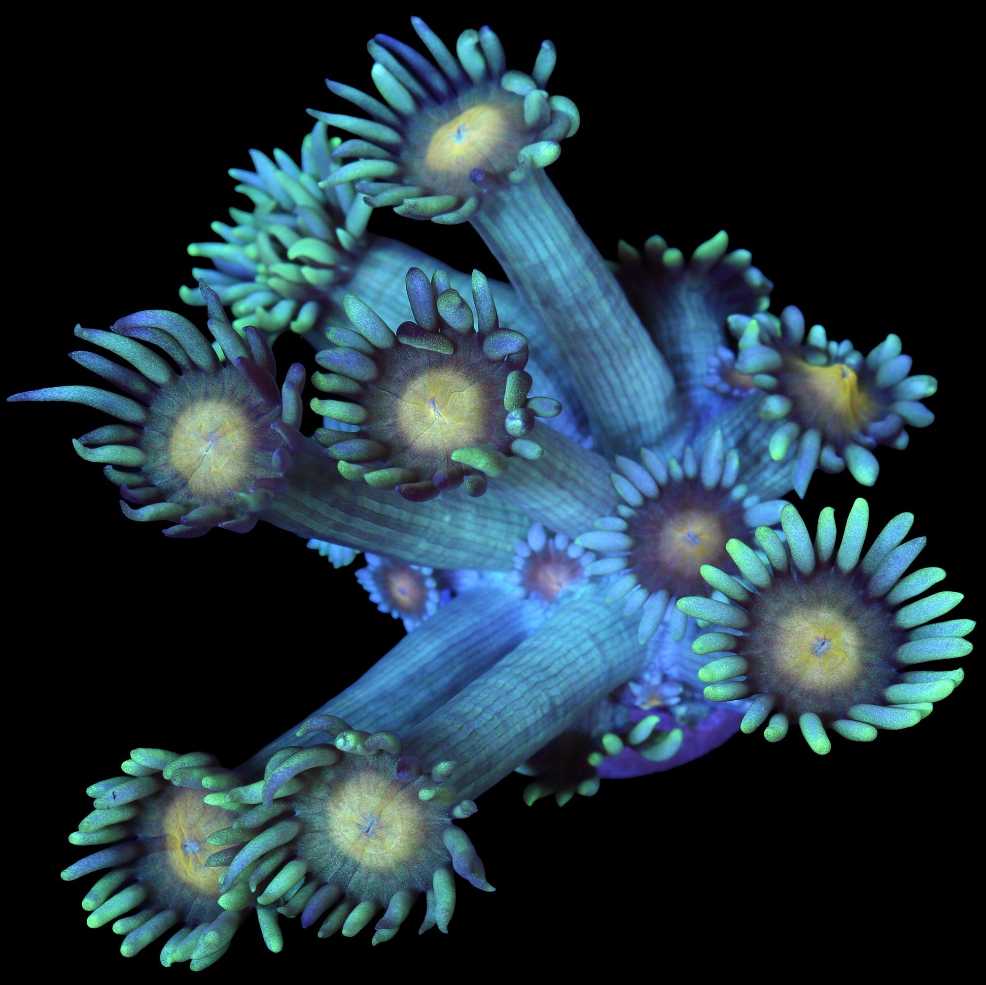 Yellow Eye Goniopora Coral