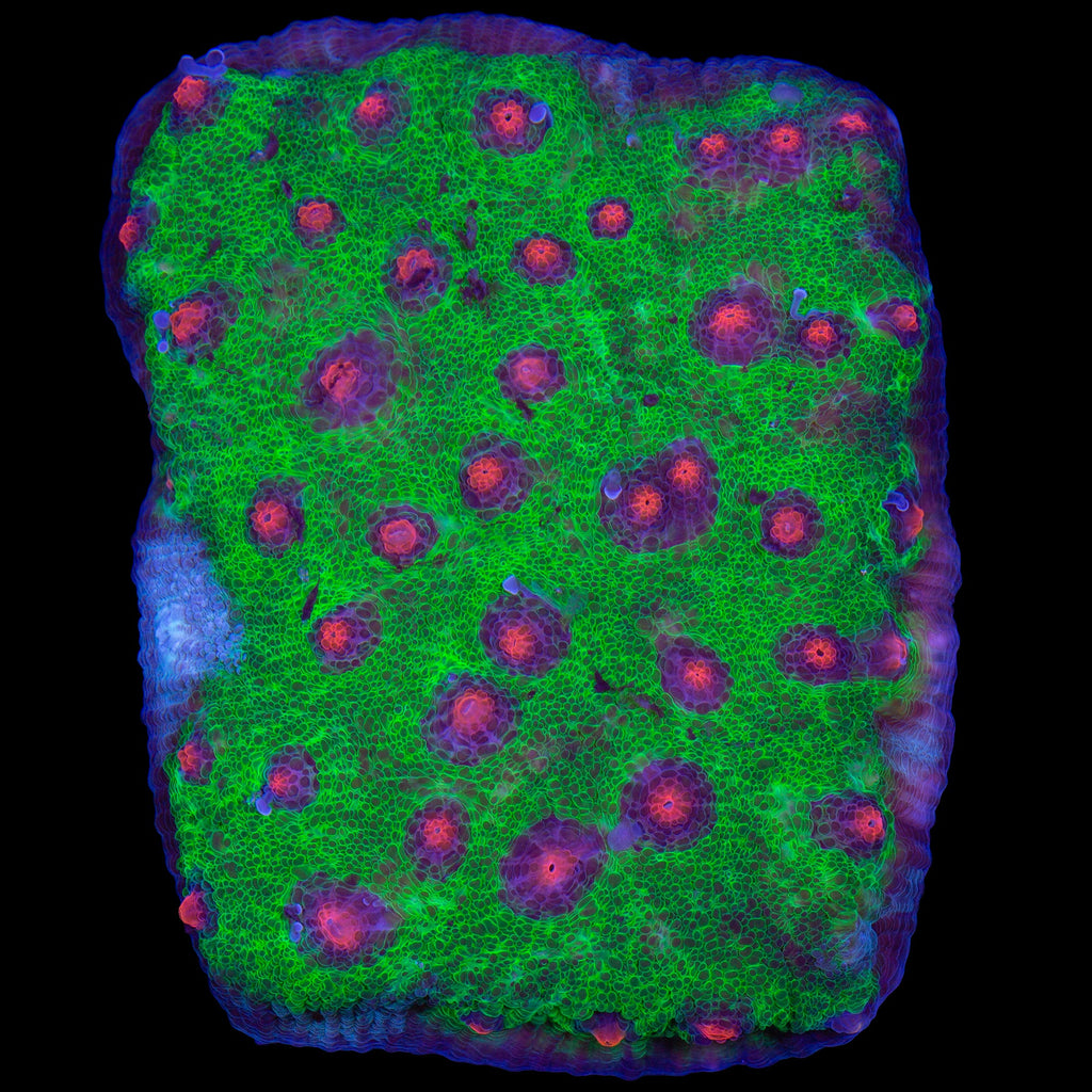 Walking Dead Mycedium Coral Colony