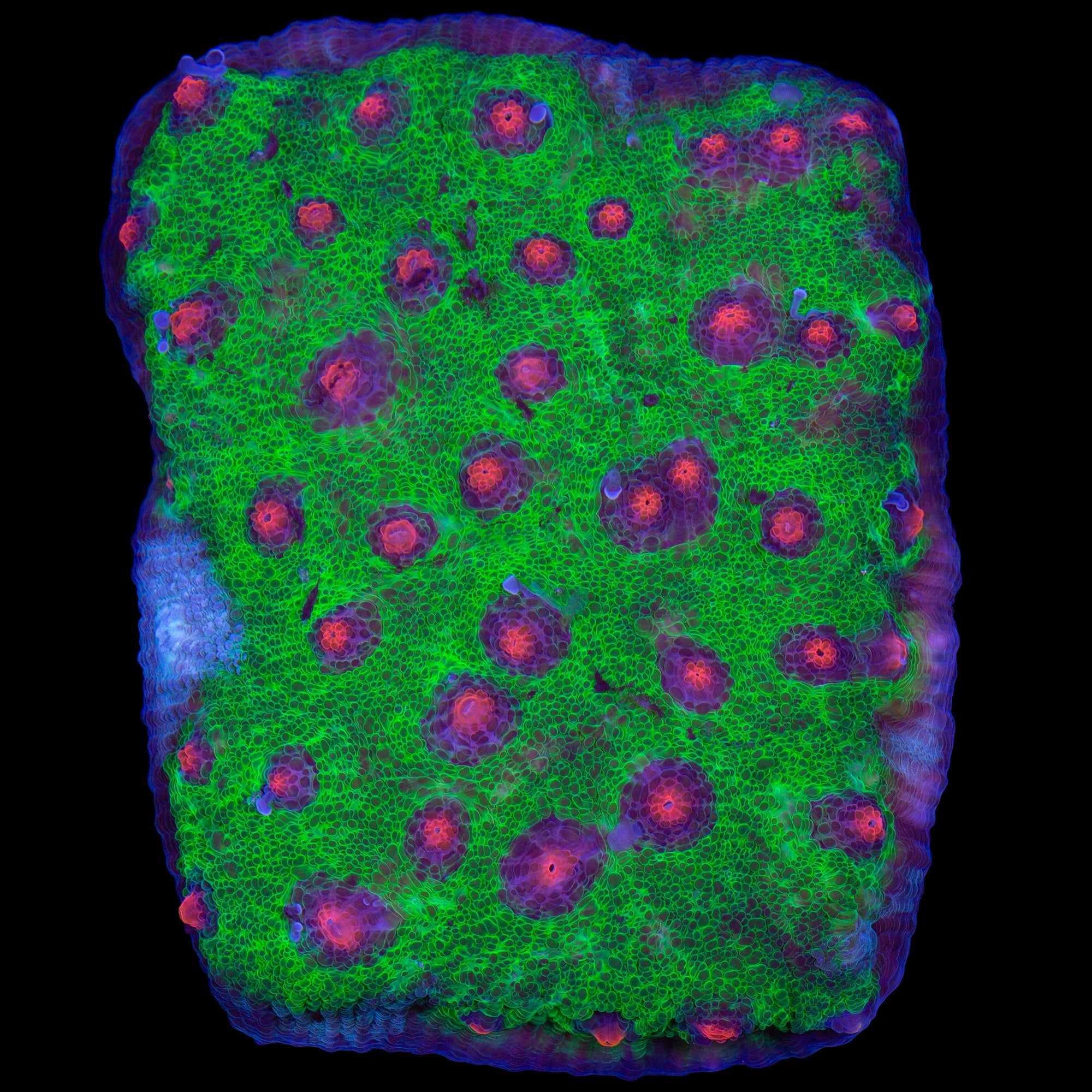 Walking Dead Mycedium Coral Colony