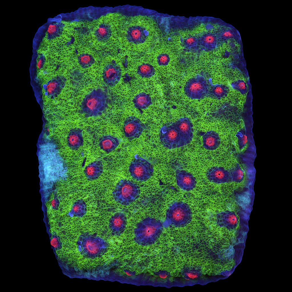 Walking Dead Mycedium Coral Colony
