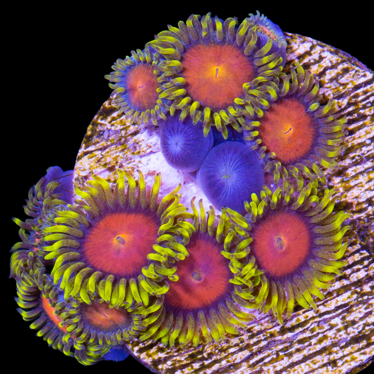 Vivid's Dragon Eye Zoanthids