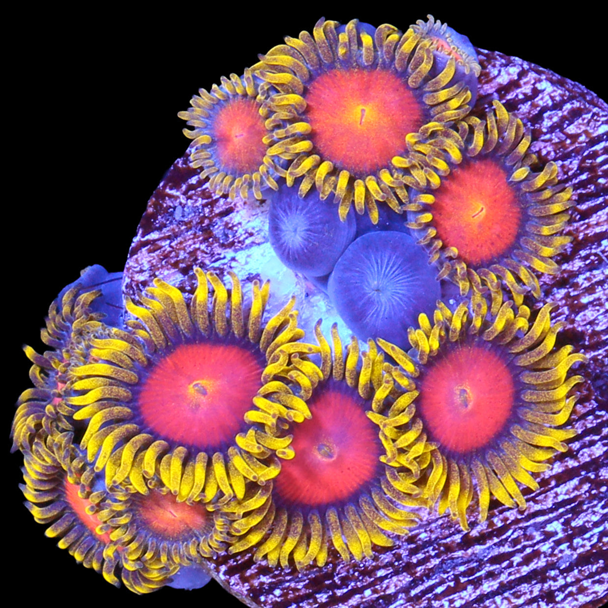 Vivid's Dragon Eye Zoanthids