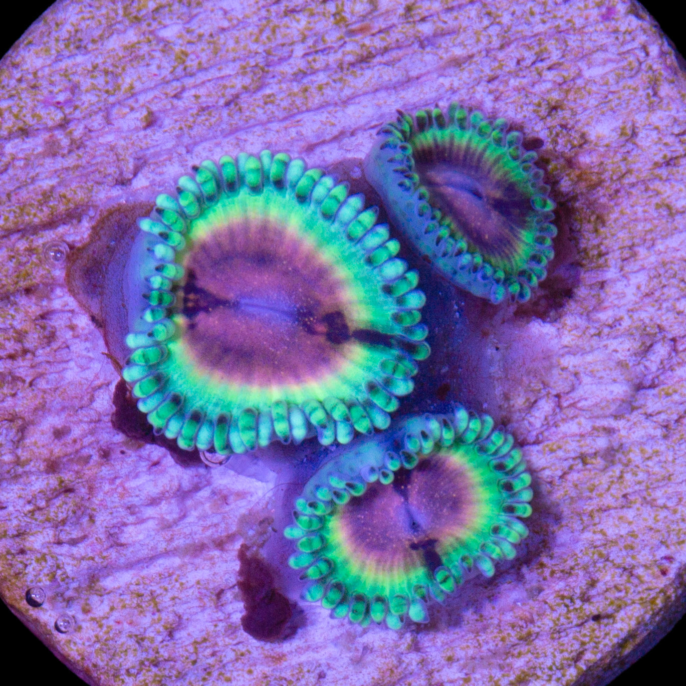 Vivid's Bloodshot Zoanthids