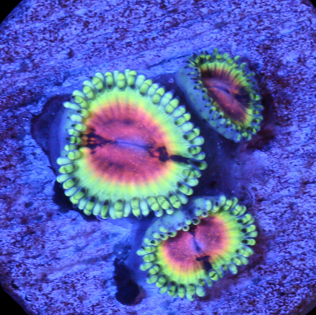 Vivid's Bloodshot Zoanthids