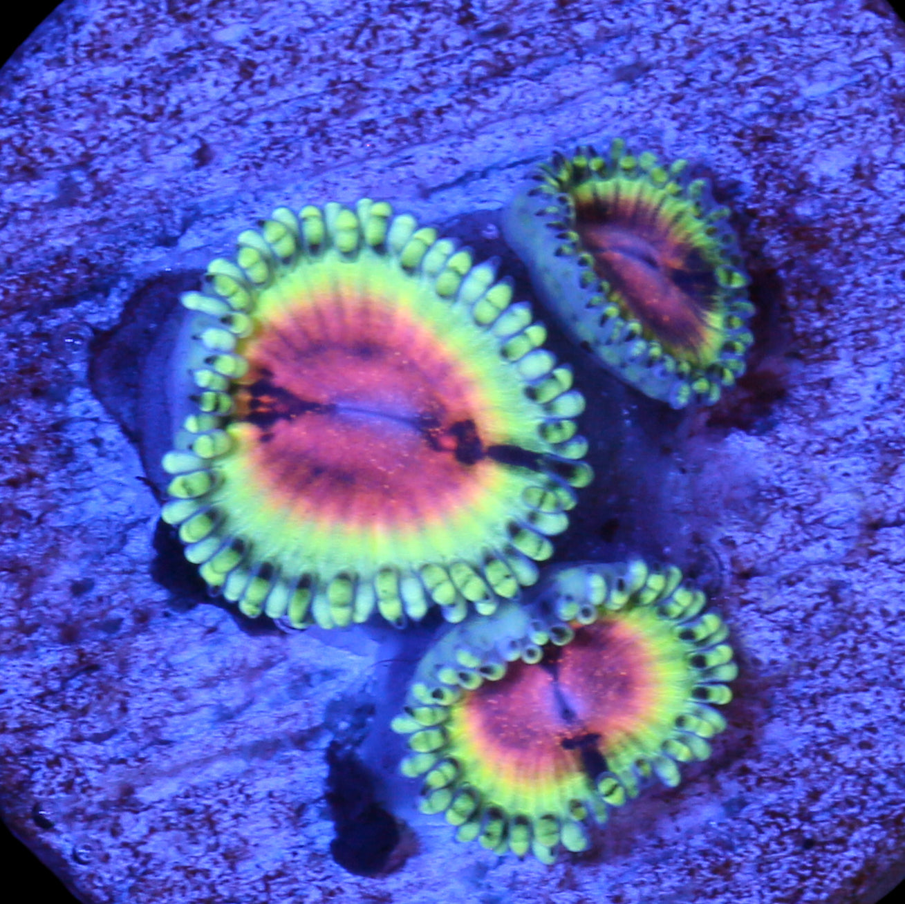 Vivid's Bloodshot Zoanthids