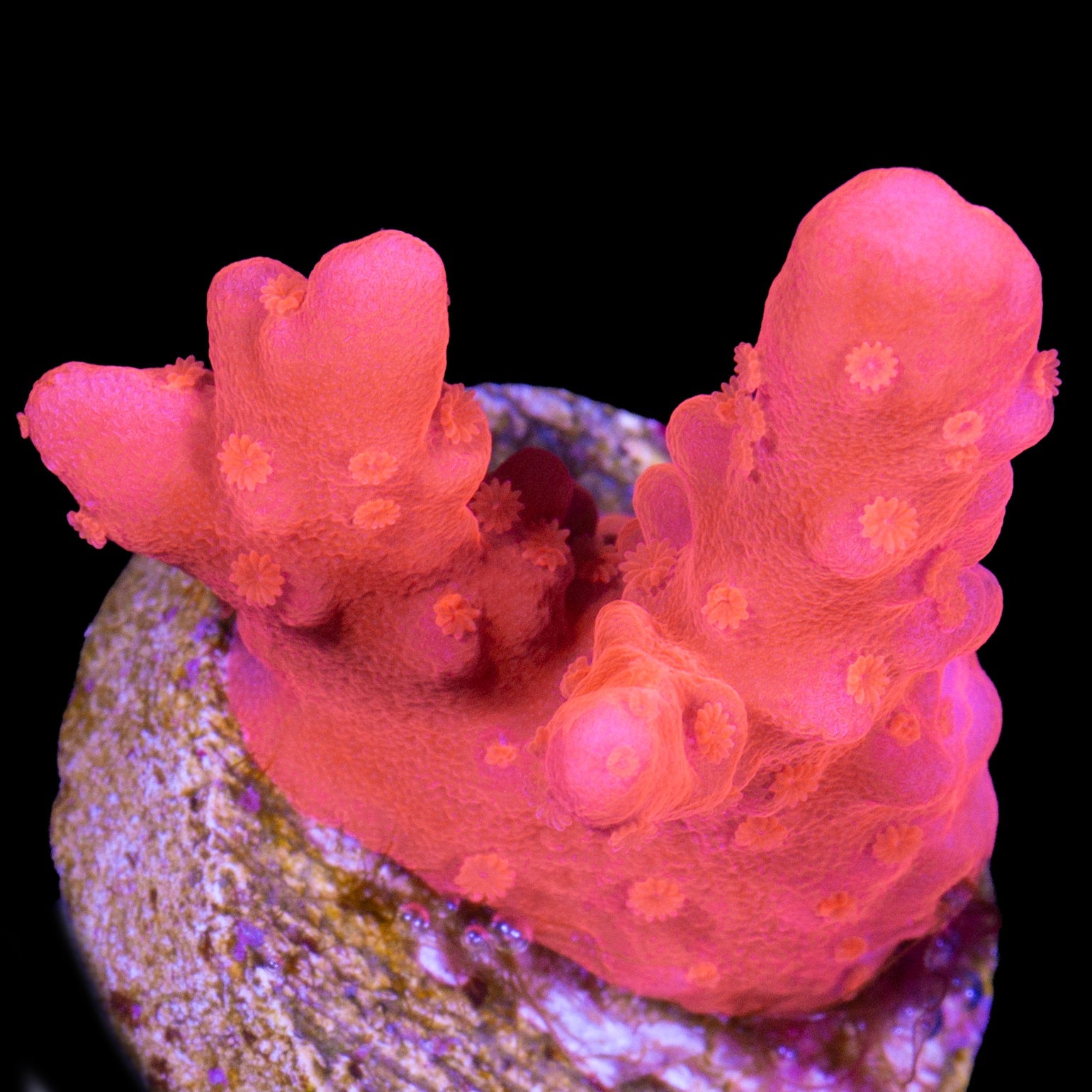 Red Montipora Setosa Coral