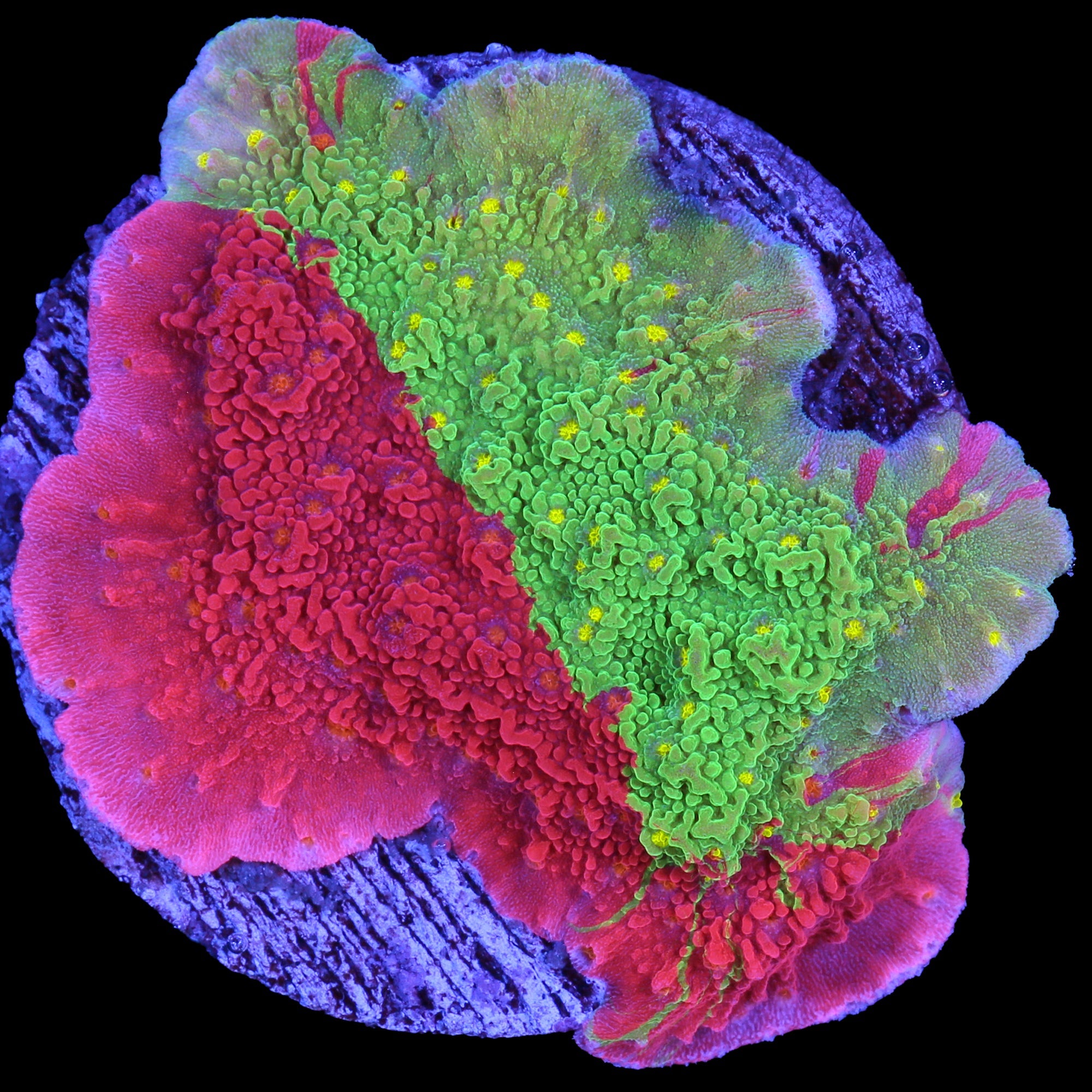 Starburst Grafted Montipora Capricornus Coral