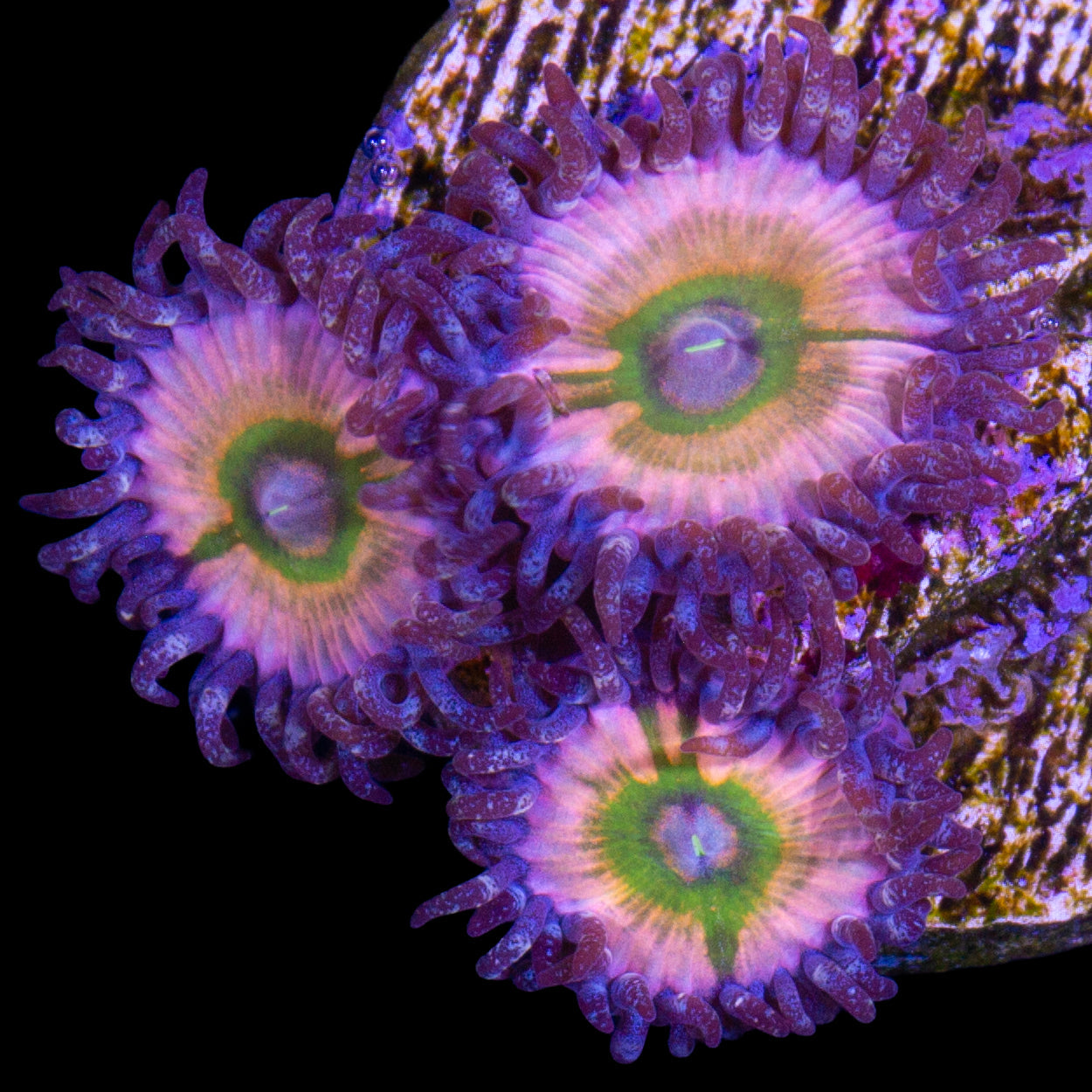 Vivid's Rainbow Infusion Zoanthids