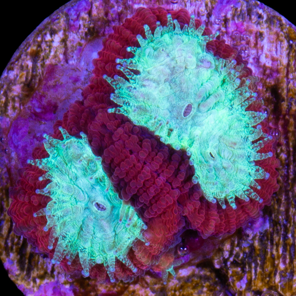 Vivid's Crimson Favia Coral