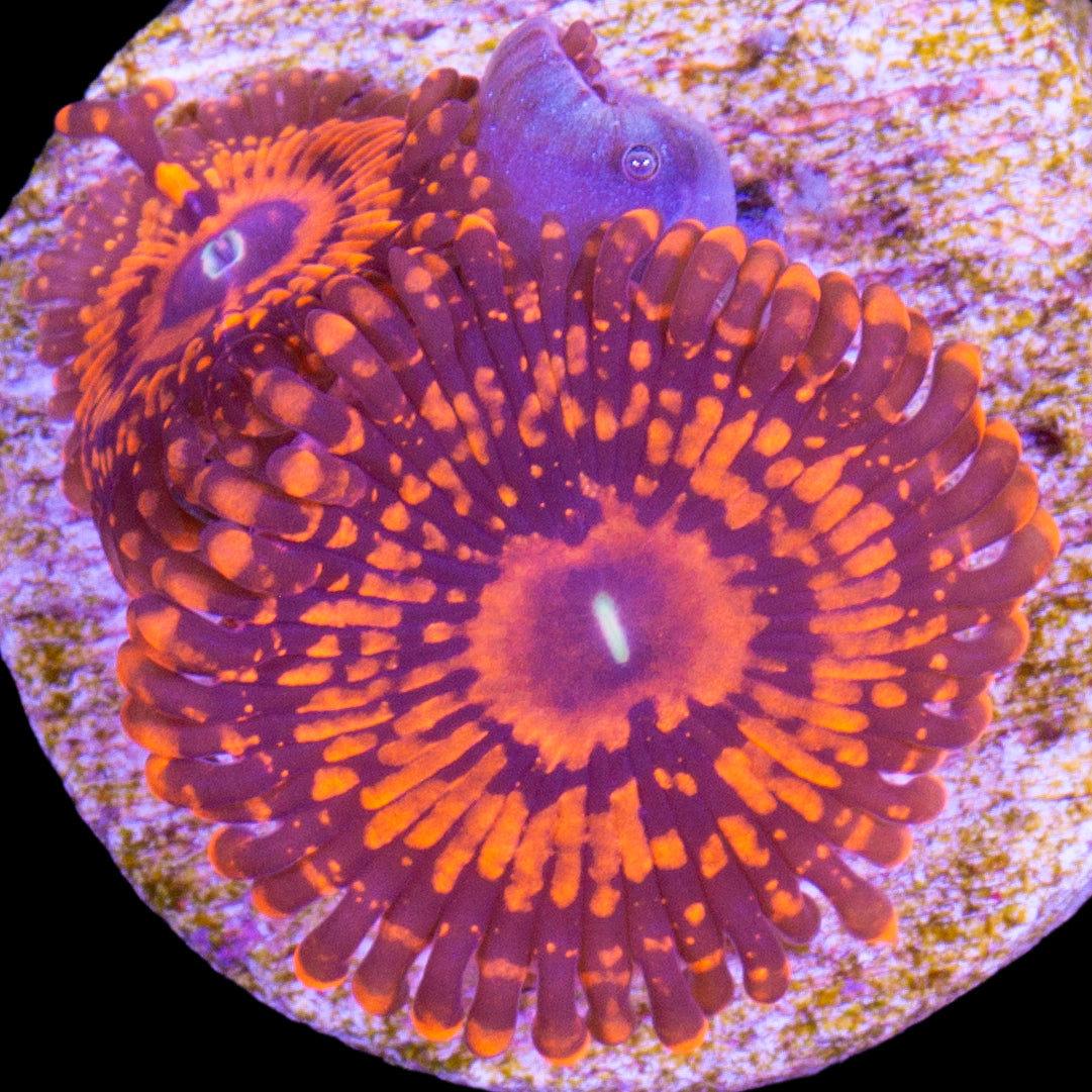 Vivid's Darth Maul Zoanthids
