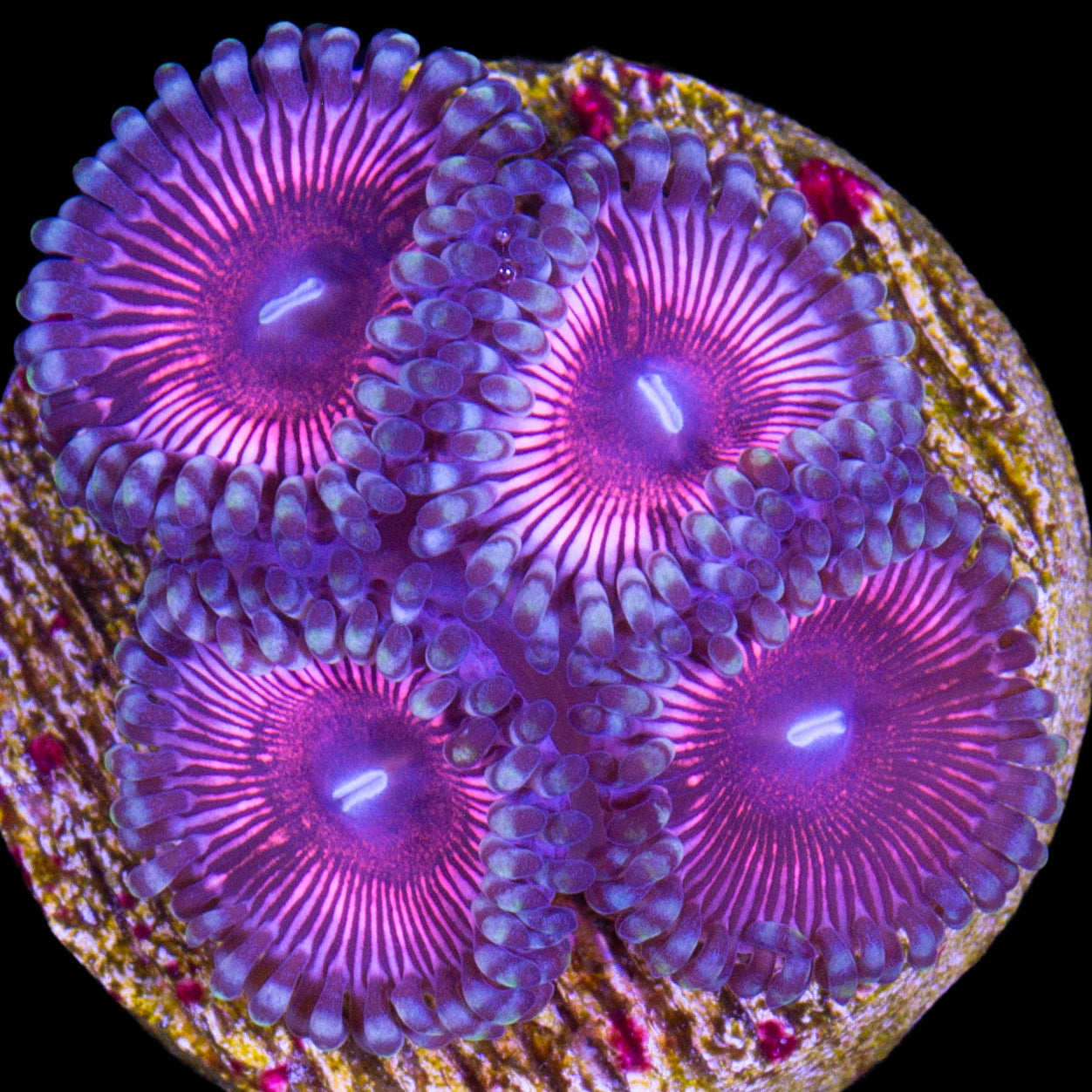 Vivid's Cat Eye Zoanthids