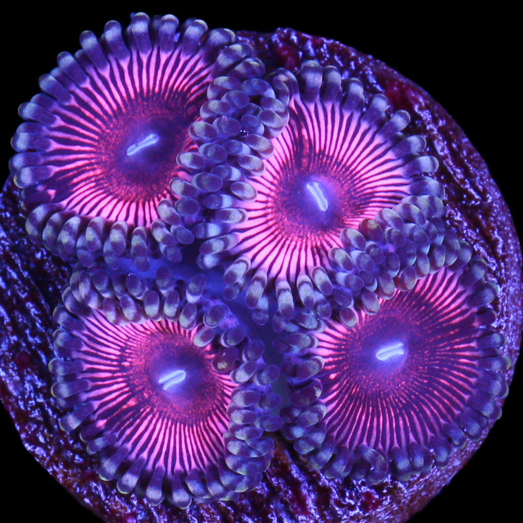 Vivid's Cat Eye Zoanthids