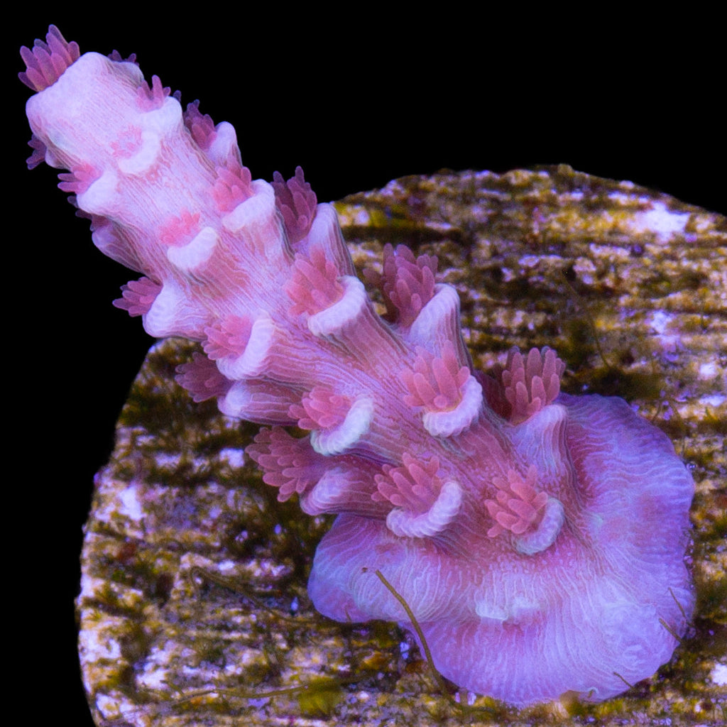 TGC Cherry Bomb Acropora Coral