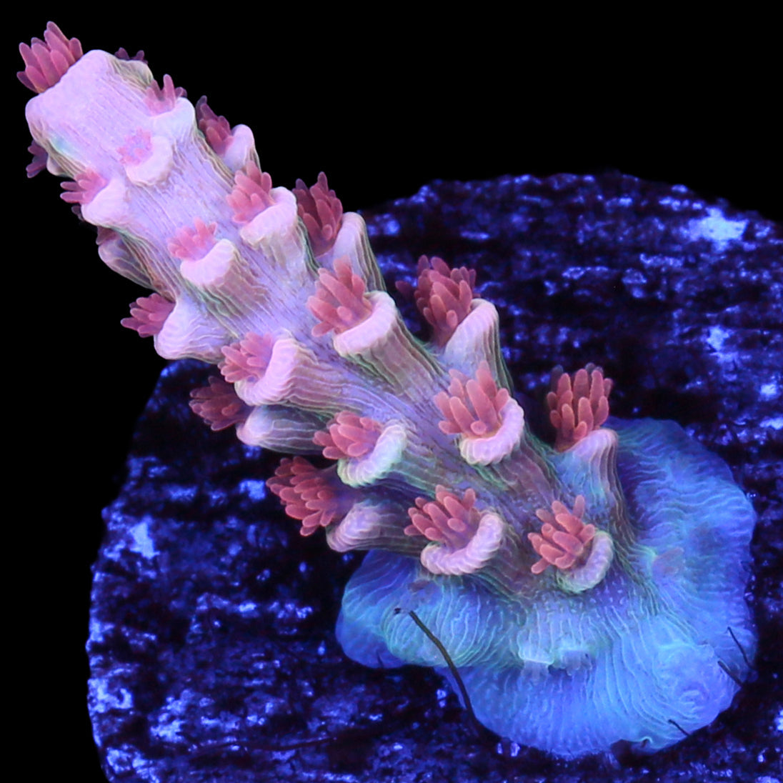 TGC Cherry Bomb Acropora Coral