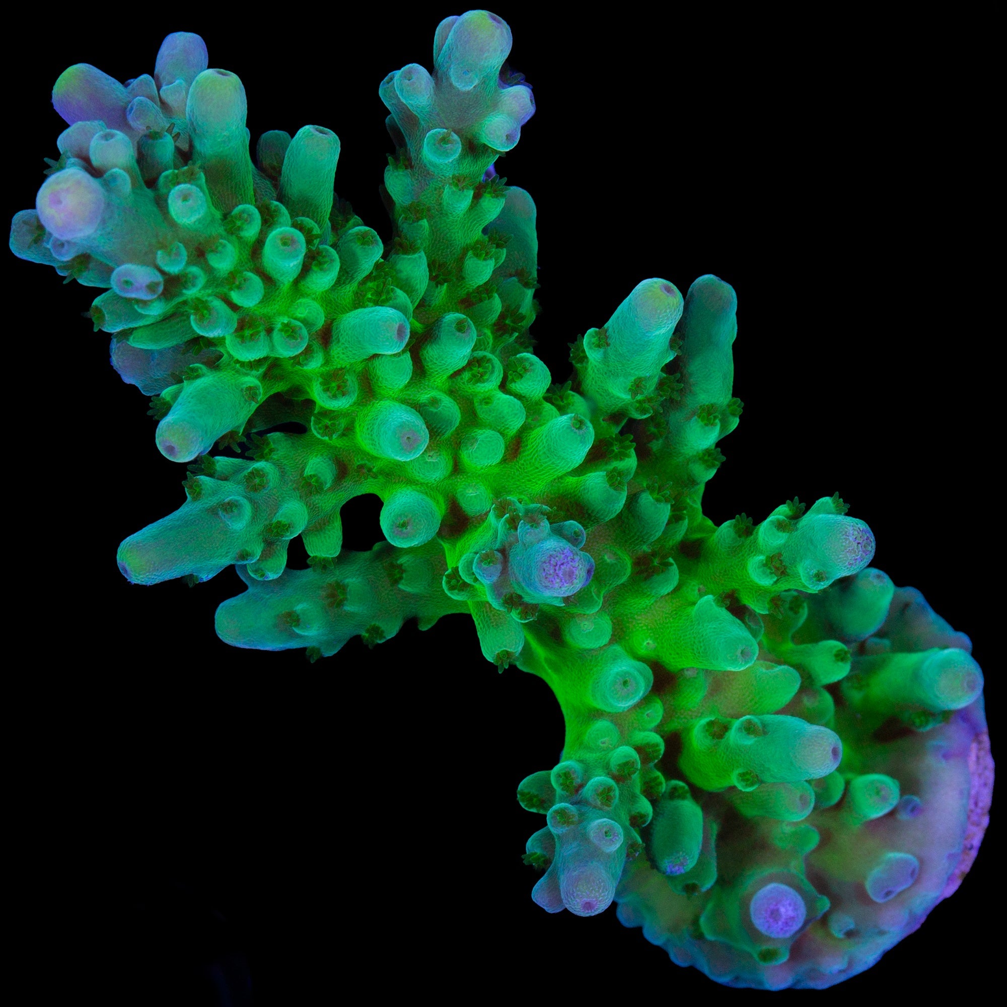 XL Enigma Acropora Coral