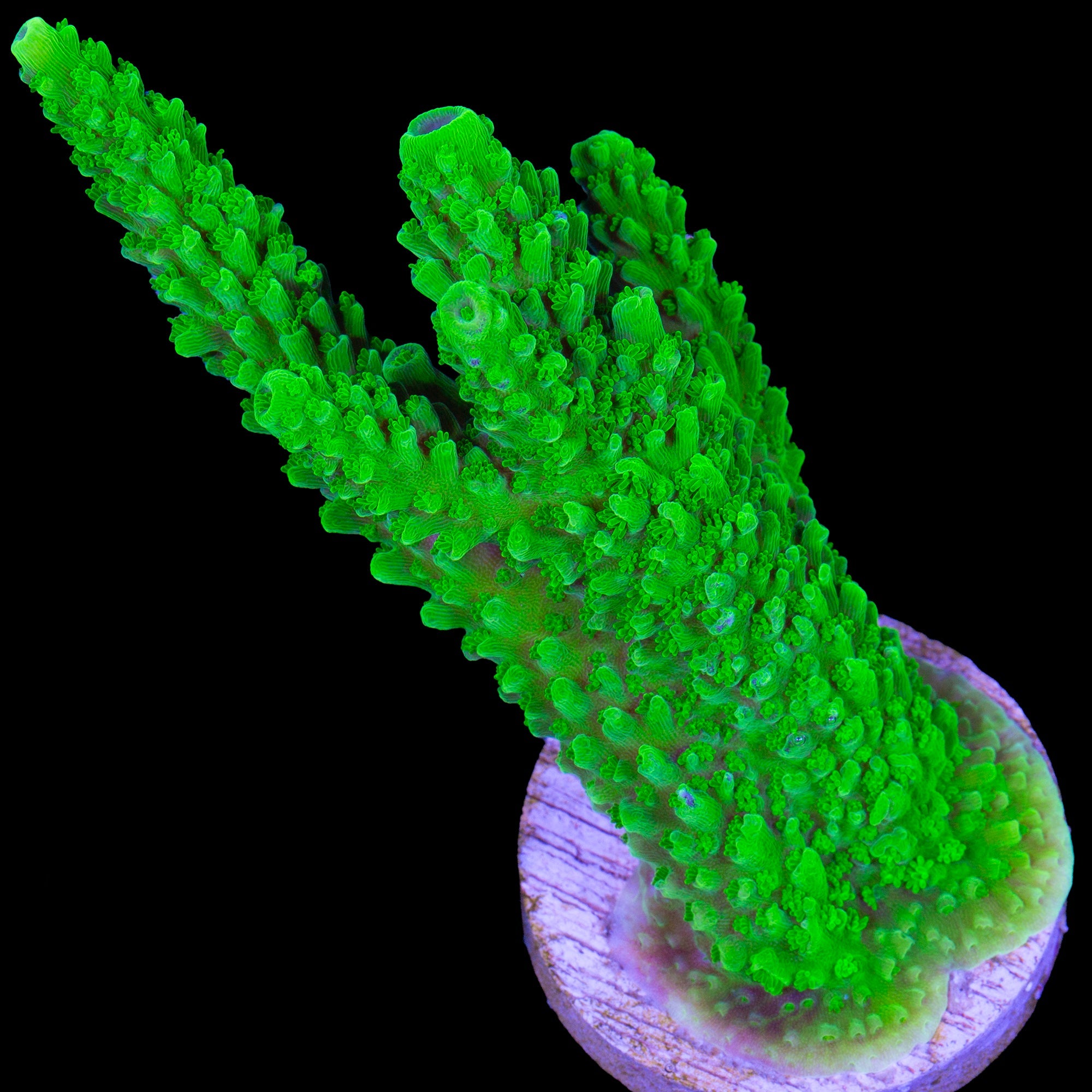 XL Bali Slimer Acropora Coral