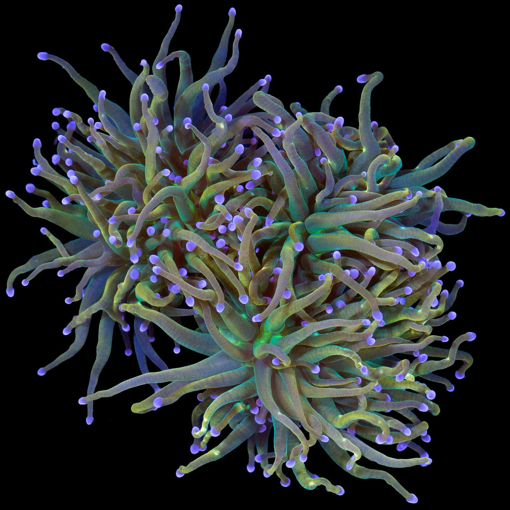 Rapunzel Holy Grail Torch Coral