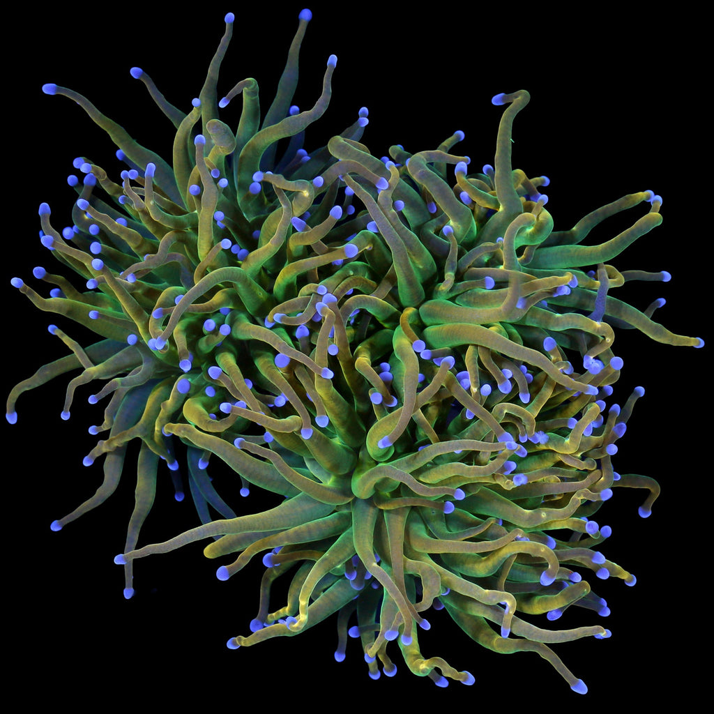 Rapunzel Holy Grail Torch Coral