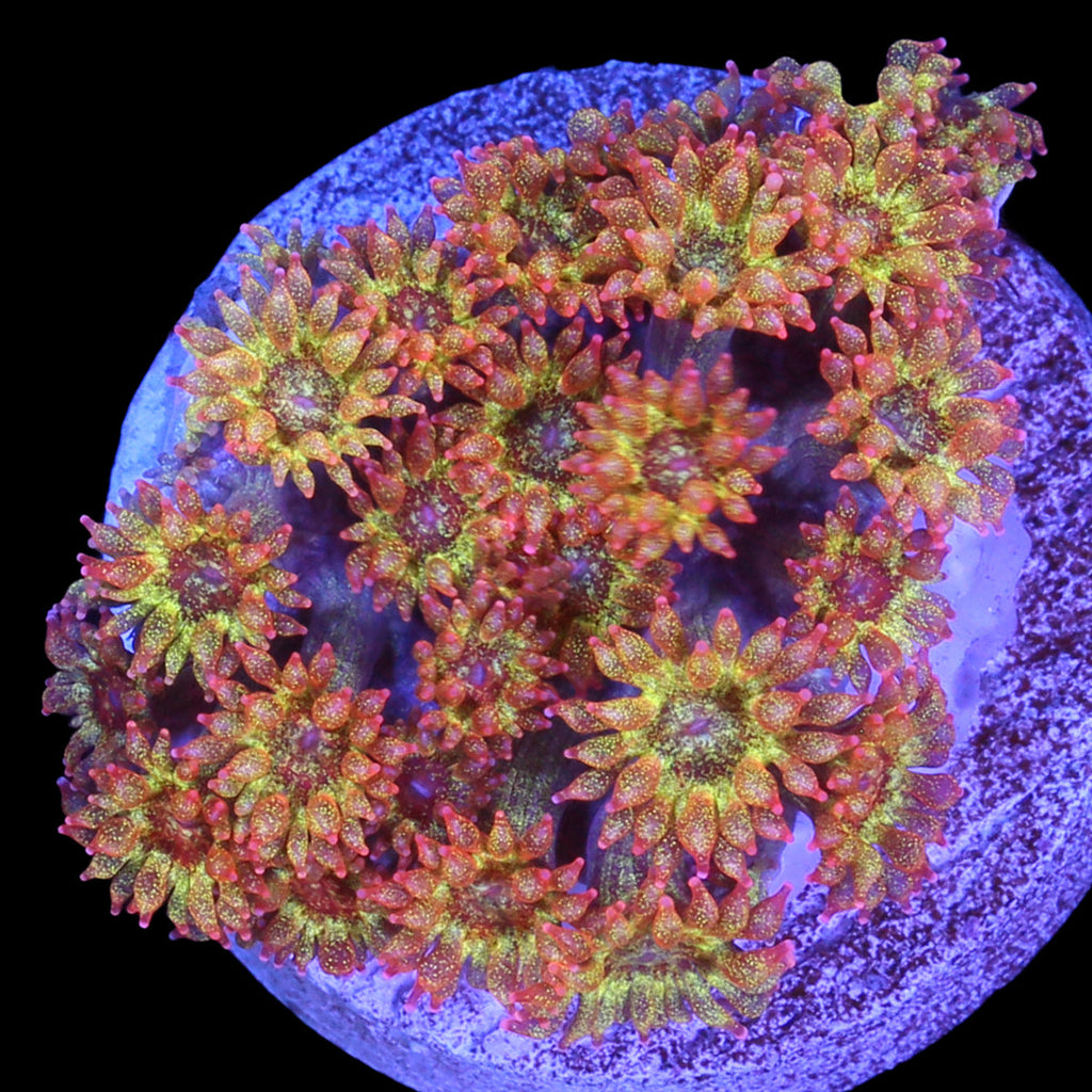 Golden Glitter Bernardpora Coral