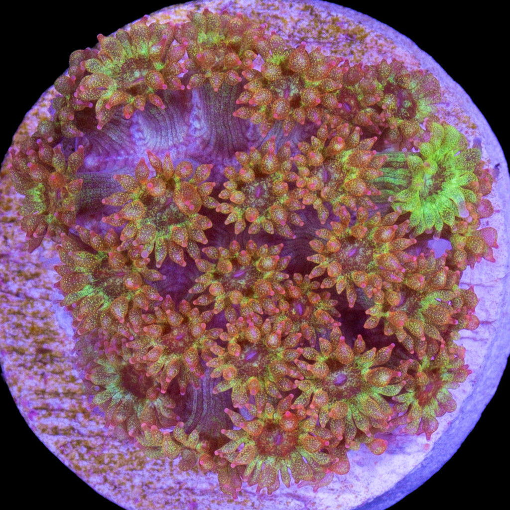 Golden Glitter Bernardpora Coral
