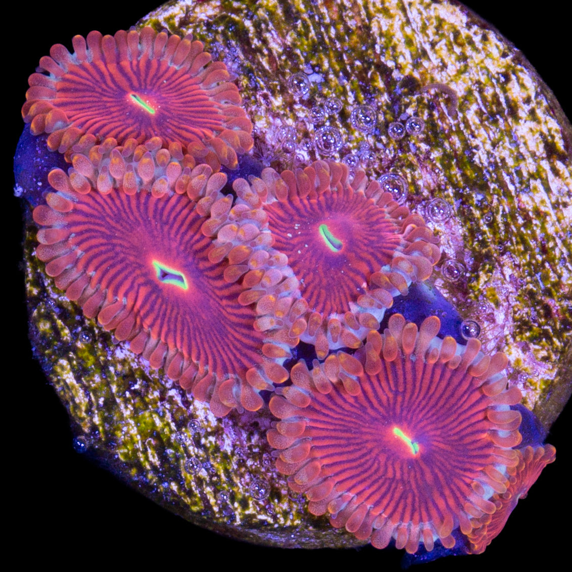 Vivid's Molten Agave Zoanthids