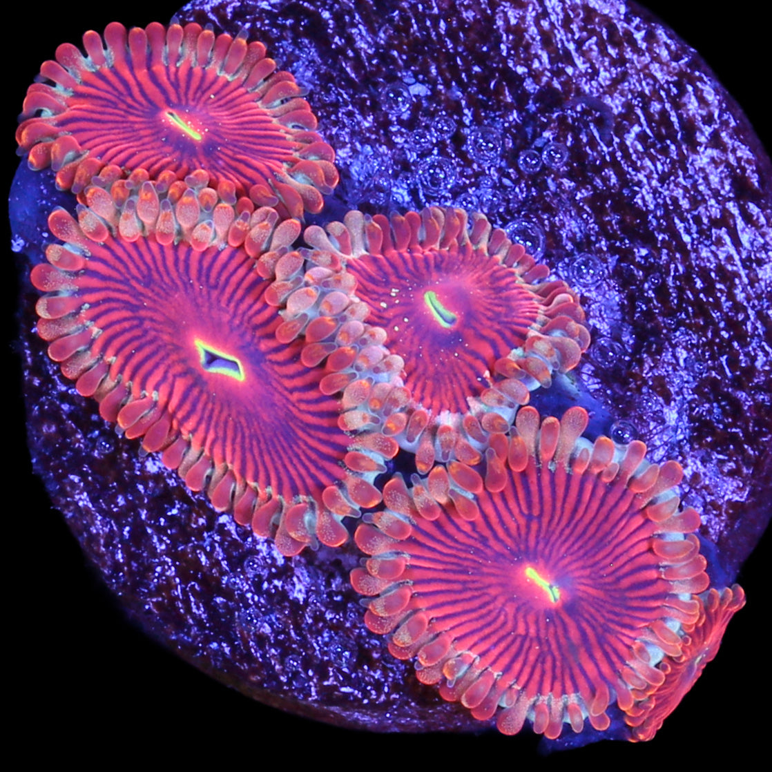 Vivid's Molten Agave Zoanthids