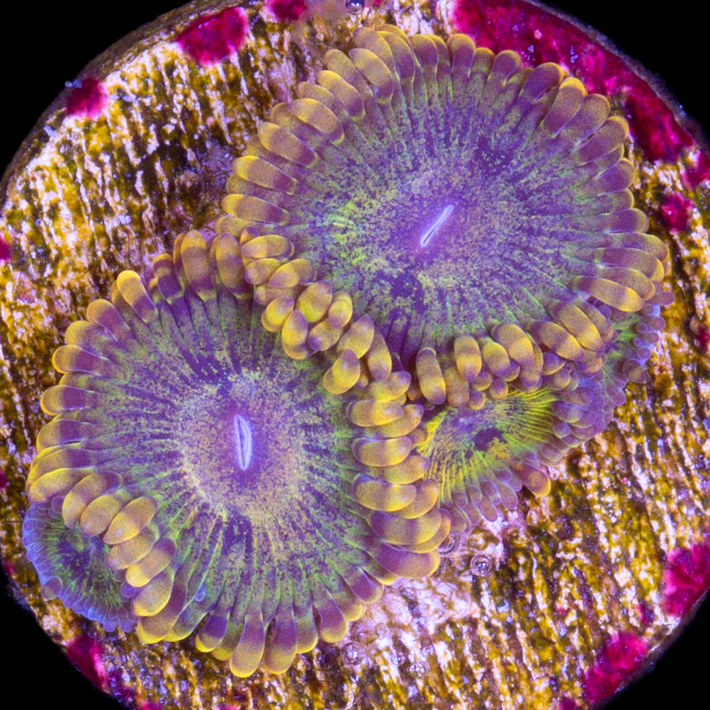 Vivid's Gold Maul Zoanthids