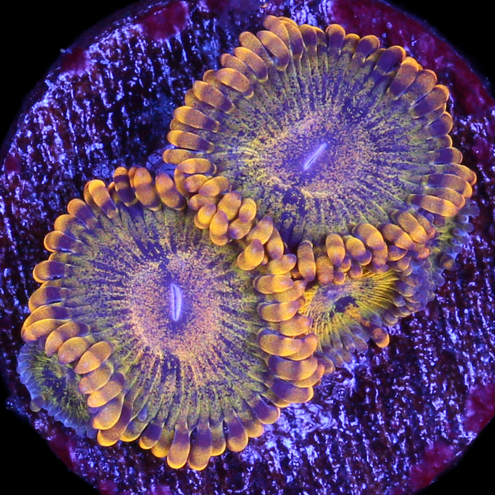 Vivid's Gold Maul Zoanthids