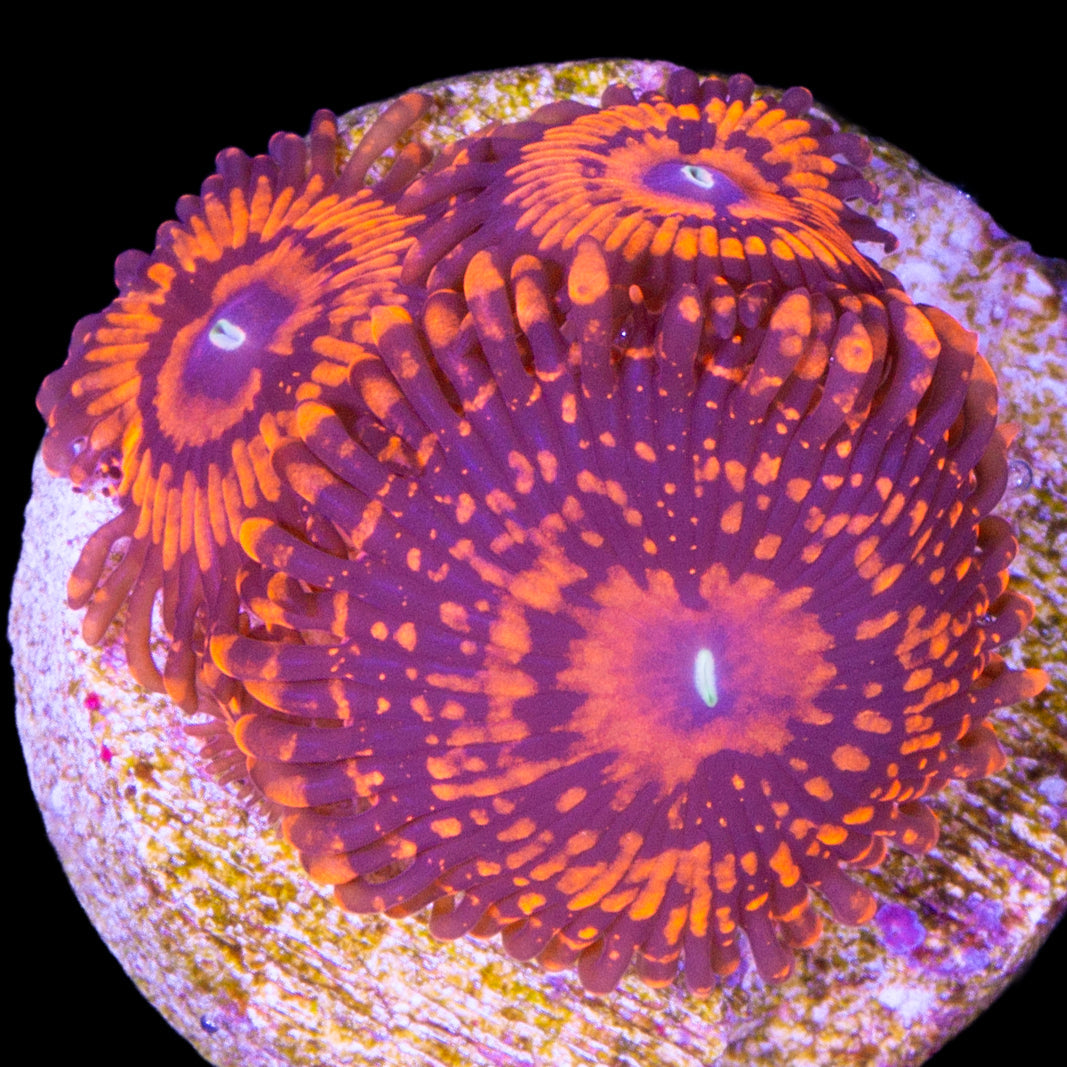 Vivid's Valentines Day Massacre Zoanthids